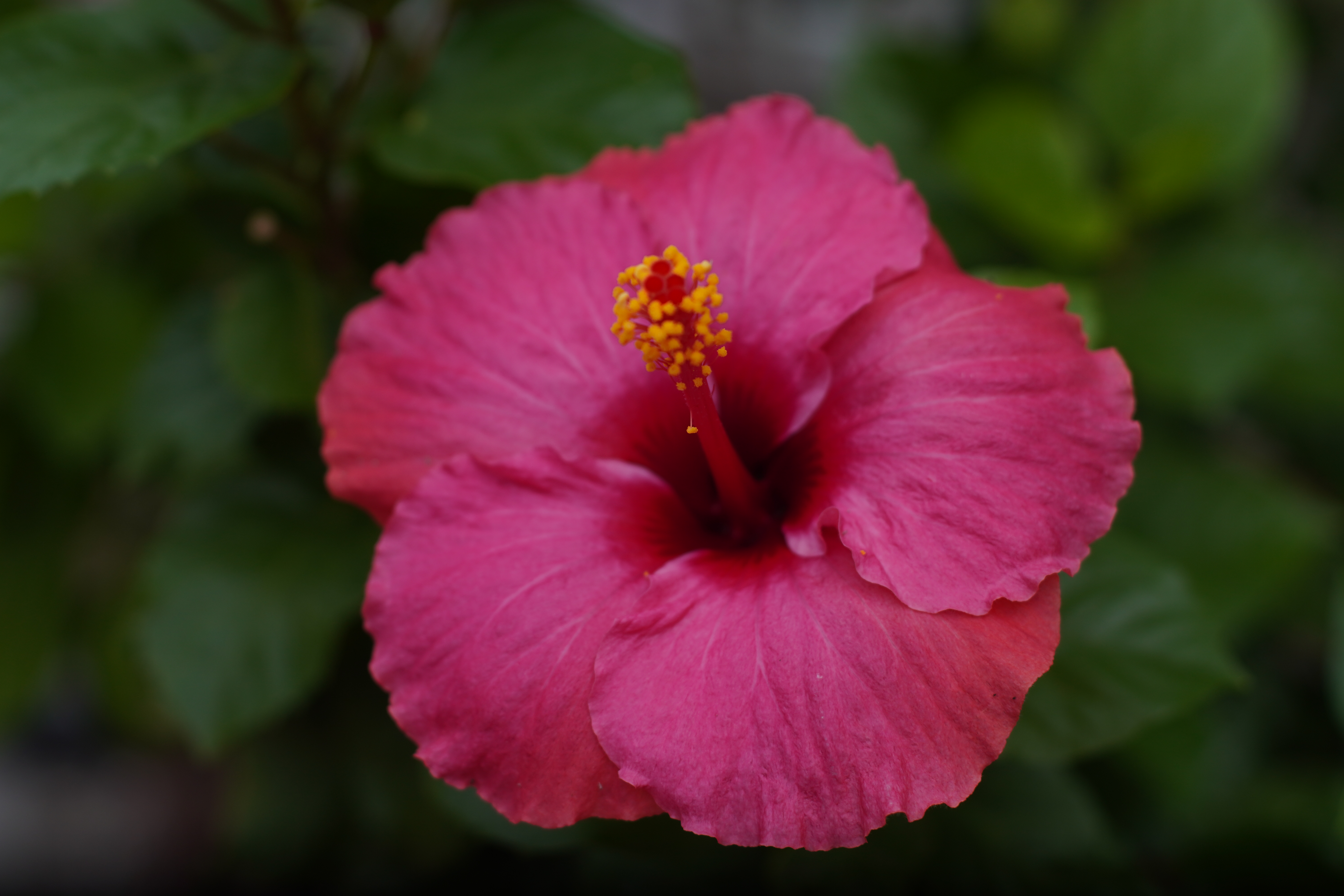 Pinkfarbene Hibiskusblüte mit gelben Staubbeuteln vor dunkelgrünen Blättern