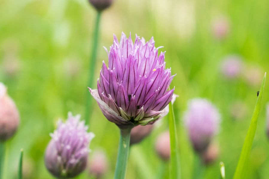 Violette Schnittlauchblüte vor einem leuchtend grünen, weich verschwommenen Gartenhintergrund